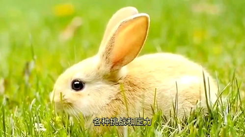可爱卷毛蜜波利仓鼠：魅力十足的小伙伴