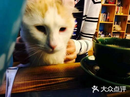 新鲜出炉：猫语咖啡最新版震撼上线，来体验与猫咪对话的魔力吧