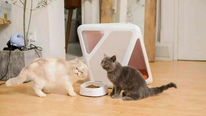 新鲜出炉：猫语咖啡最新版震撼上线，来体验与猫咪对话的魔力吧