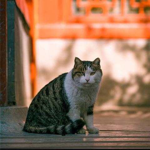 (猫宅日记官方下载)猫宅日记电视版内购免费今日上线，不容错过的宅家好选择