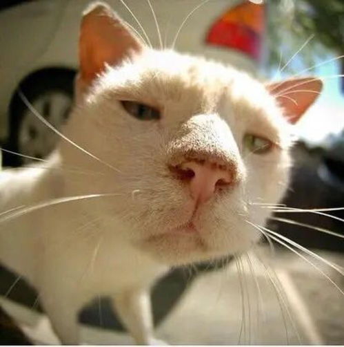 (猫中暑能自己恢复么)猫中暑能自己恢复吗？如何帮助猫自我康复？