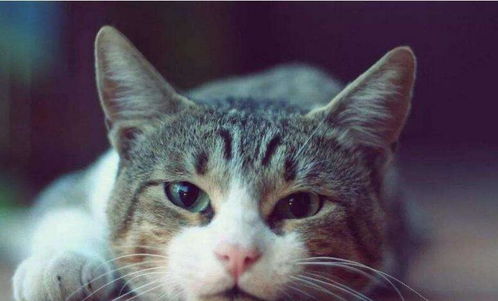 (猫中暑能自己恢复么)猫中暑能自己恢复吗？如何帮助猫自我康复？