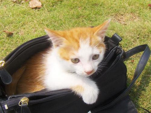 (猫咪打疫苗后不吃不喝没精神怎么办)怎么办？猫咪打疫苗后突然蔫了不吃不喝，应该怎么处理？