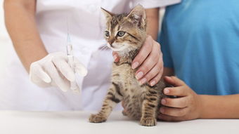 (猫咪打疫苗后不吃不喝没精神怎么办)怎么办？猫咪打疫苗后突然蔫了不吃不喝，应该怎么处理？